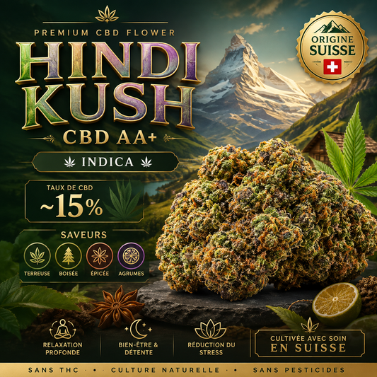 Hindi Kush CBD ⛰️