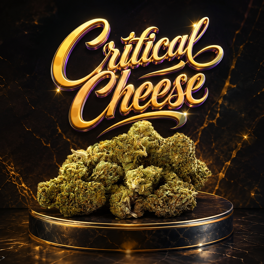 Critical Cheese CBD 🧀